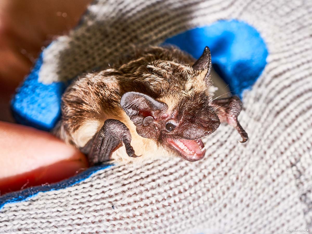 In Defense of Animals