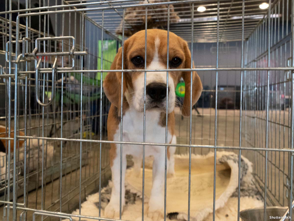 In Defense of Animals