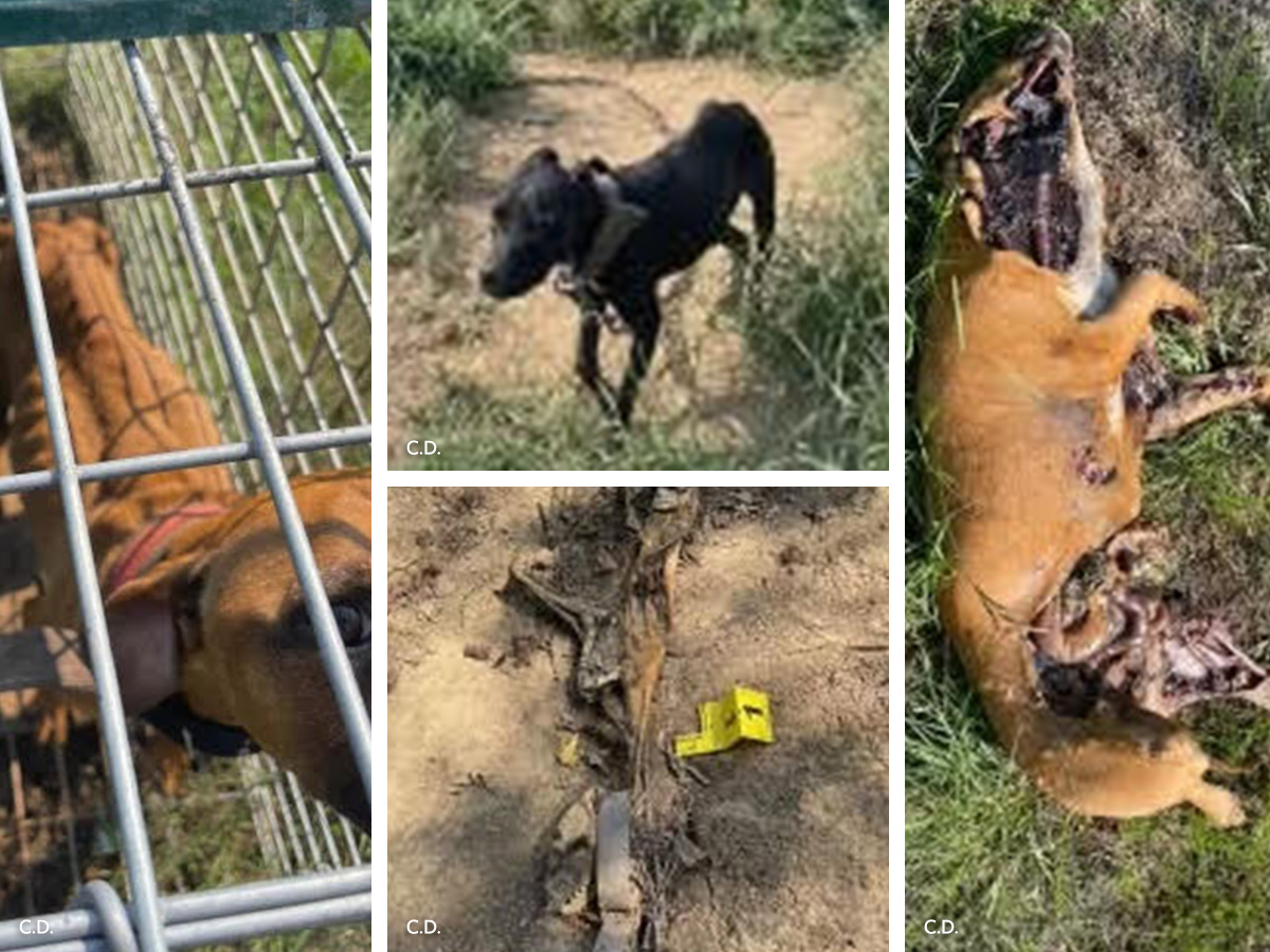 In Defense of Animals