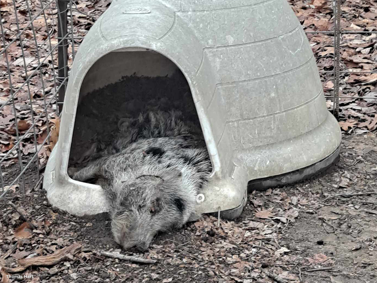 In Defense of Animals