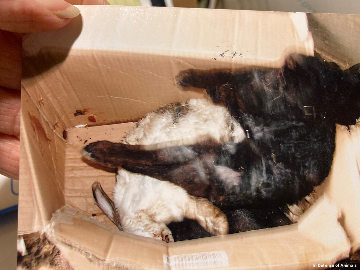 In Defense of Animals