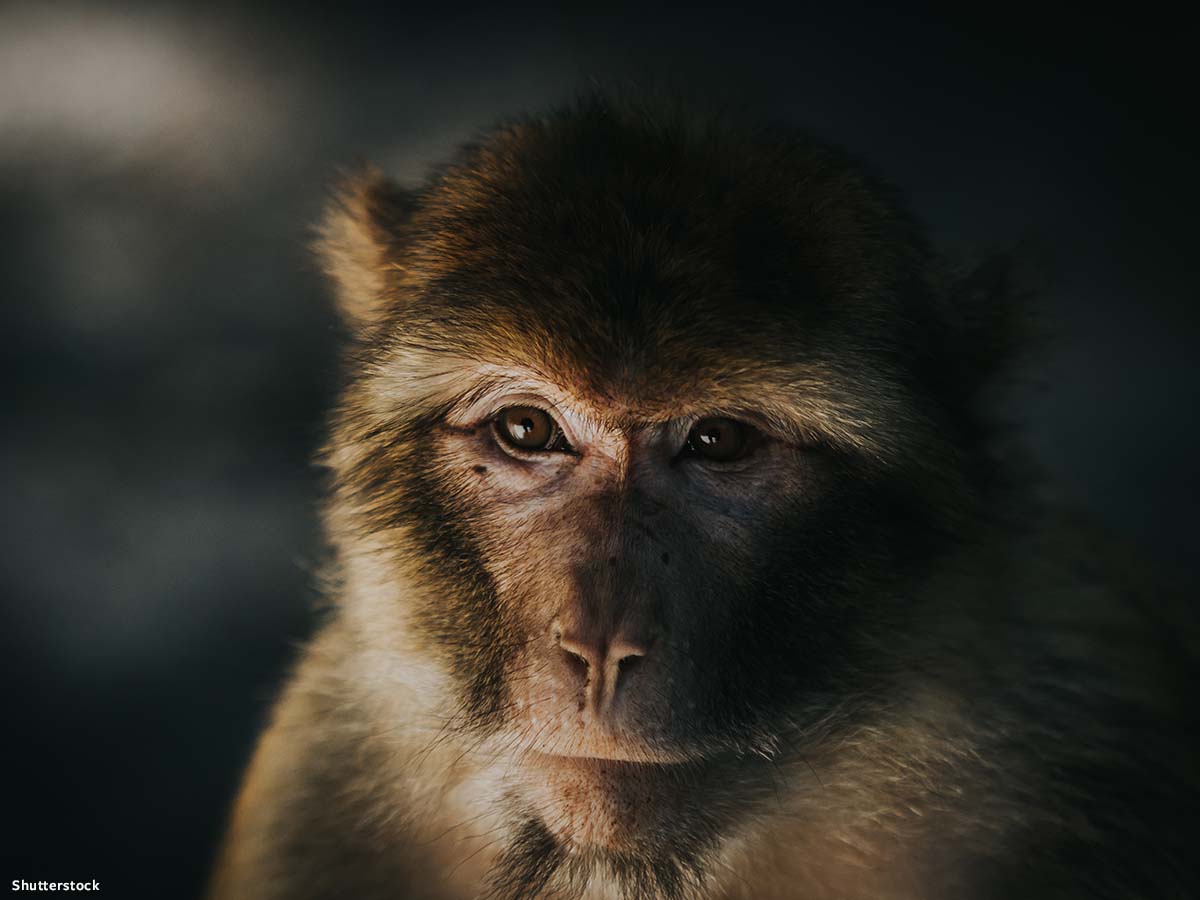 In Defense of Animals