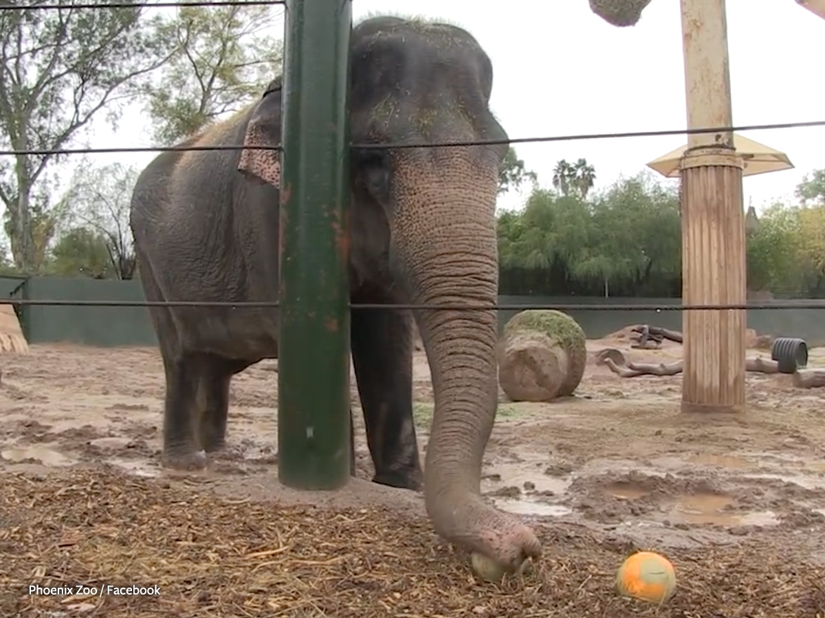 In Defense of Animals