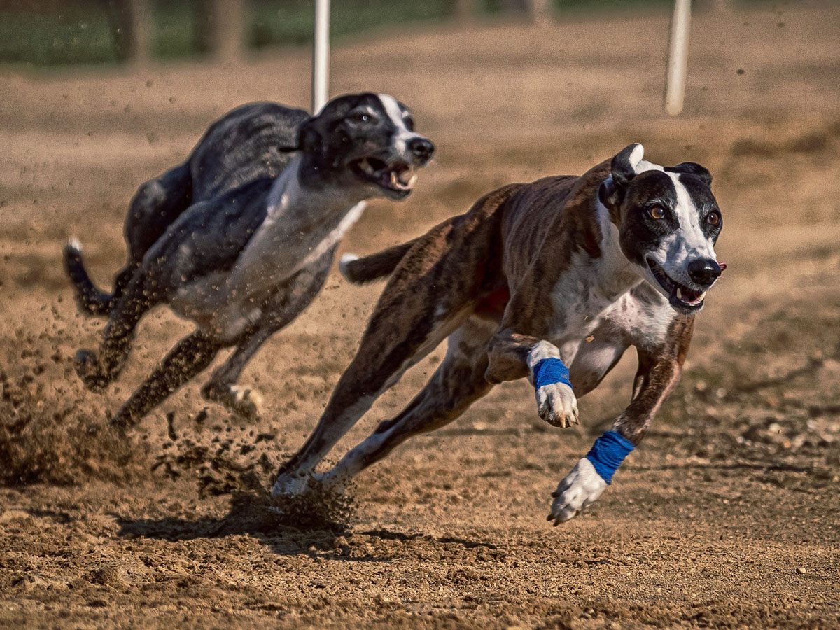 In Defense of Animals