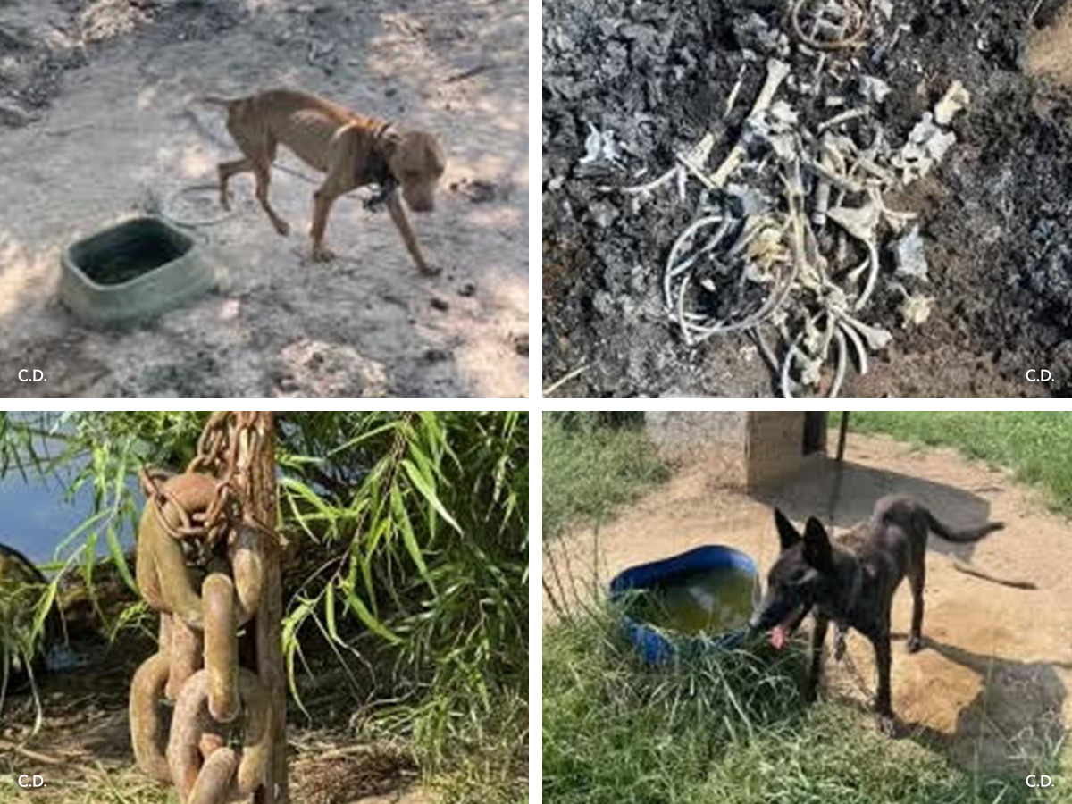 In Defense of Animals